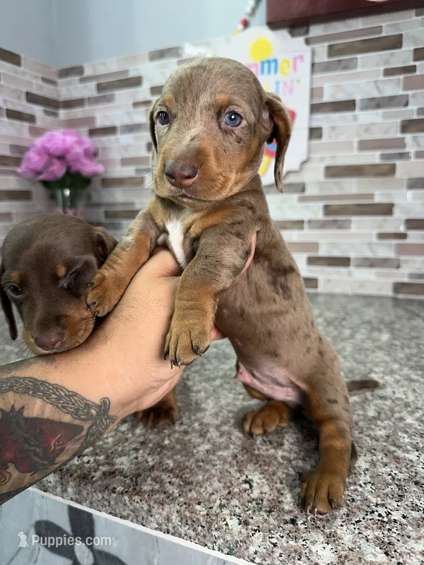 Cooper – Miniature Dachshund puppy for sale in Houston, TX