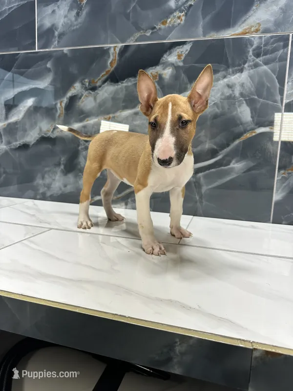Luna – Bull Terrier puppy for sale in Houston, TX