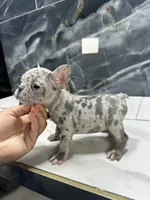 Diamond, a female French Bulldog for sale in Houston, TX – 6 of 6