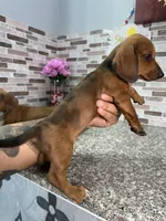 Oliver, a male Miniature Dachshund for sale in Houston, TX – 1 of 4