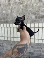 marla, a female Chihuahua for sale in Houston, TX – 3 of 8
