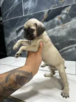 tom, a male Pug for sale in Houston, TX – 2 of 3