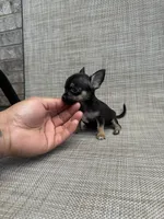 pete, a male Chihuahua for sale in Houston, TX – 3 of 9