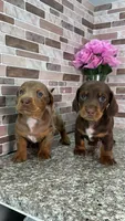 Cooper, a male Miniature Dachshund for sale in Houston, TX – 9 of 9