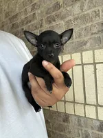 Mary, a female Chihuahua for sale in Houston, TX – 5 of 5