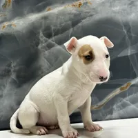 Lily, a female Bull Terrier for sale in Houston, TX – Photo 3 of 5