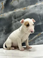 processed/dea22e41-88bd-44bc-8906-abe0cdf4307a/listing/be4721ae-6850-4e7e-8aa8-e218bfcf0a44/0a42ea8a-cc97-4a3a-b88b-031912cbe3a4