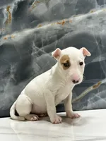 processed/dea22e41-88bd-44bc-8906-abe0cdf4307a/listing/be4721ae-6850-4e7e-8aa8-e218bfcf0a44/8d21b8a6-e8ea-49e1-8cd7-04c2a2fdcd33