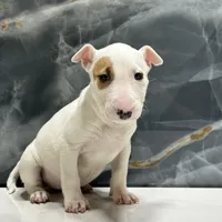 Lily, a female Bull Terrier for sale in Houston, TX – Photo 4 of 5