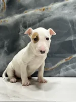 processed/dea22e41-88bd-44bc-8906-abe0cdf4307a/listing/be4721ae-6850-4e7e-8aa8-e218bfcf0a44/c8802ce5-9398-4944-bdb4-3cfa0f46138f