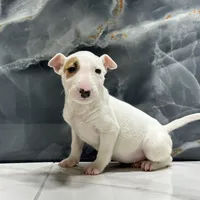 Lily, a female Bull Terrier for sale in Houston, TX – Photo 1 of 5