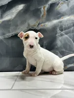 processed/dea22e41-88bd-44bc-8906-abe0cdf4307a/listing/be4721ae-6850-4e7e-8aa8-e218bfcf0a44/cd219f1d-4c43-4de4-b85d-d282afb9631e