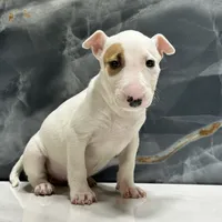 Lily, a female Bull Terrier for sale in Houston, TX – Photo 2 of 5