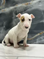 processed/dea22e41-88bd-44bc-8906-abe0cdf4307a/listing/be4721ae-6850-4e7e-8aa8-e218bfcf0a44/f8ff70d2-c21d-4797-a0a4-92666a722fce