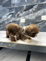 Anne, a female Shih Tzu for sale in Houston, TX – Photo 7 of 10