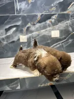 Anne, a female Shih Tzu for sale in Houston, TX – Photo 5 of 10