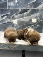 Anne, a female Shih Tzu for sale in Houston, TX – Photo 9 of 10