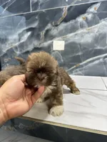 Anne, a female Shih Tzu for sale in Houston, TX – Photo 3 of 10