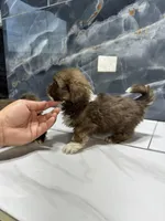 Anne, a female Shih Tzu for sale in Houston, TX – Photo 10 of 10