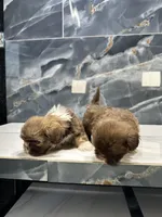 Anne, a female Shih Tzu for sale in Houston, TX – Photo 8 of 10