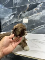 Anne, a female Shih Tzu for sale in Houston, TX – Photo 4 of 10