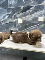 Anne, a female Shih Tzu for sale in Houston, TX – Photo 2 of 10