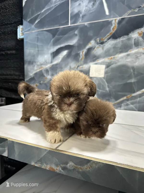 Anne – Shih Tzu puppy for sale in Houston, TX