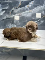 Anne, a female Shih Tzu for sale in Houston, TX – Photo 6 of 10