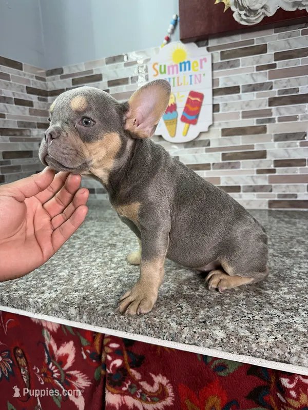 Rolly – French Bulldog puppy for sale in Houston, TX