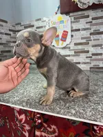 Rolly, a male French Bulldog for sale in Houston, TX – 1 of 4