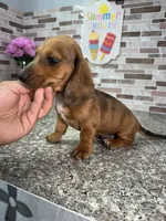 Oliver, a male Miniature Dachshund for sale in Houston, TX – 3 of 4