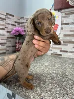 Cooper, a male Miniature Dachshund for sale in Houston, TX – 4 of 9