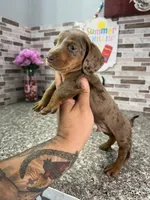 Cooper, a male Miniature Dachshund for sale in Houston, TX – 2 of 9