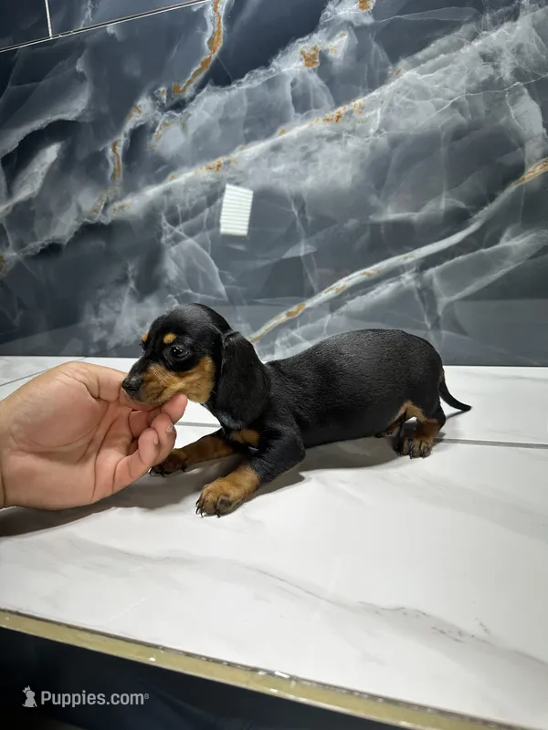 Max – Miniature Dachshund puppy for sale in Houston, TX