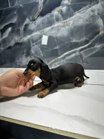 Max, a male Miniature Dachshund for sale in Houston, TX – 1 of 4
