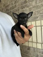 Mary, a female Chihuahua for sale in Houston, TX – 3 of 5
