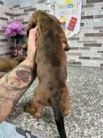 Oliver, a male Miniature Dachshund for sale in Houston, TX – 2 of 4