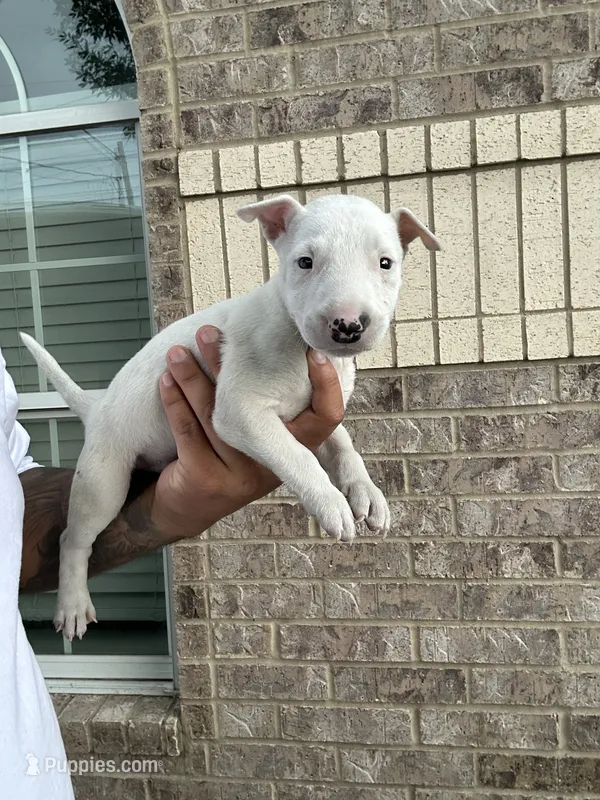 Athena – Bull Terrier puppy for sale in Houston, TX