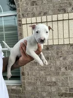 Athena, a female Bull Terrier for sale in Houston, TX – 1 of 3