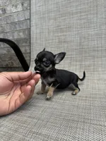 pete, a male Chihuahua for sale in Houston, TX – 2 of 9