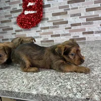 King, a male Yorkshire Terrier for sale in Houston, TX – Photo 3 of 7