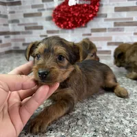 King, a male Yorkshire Terrier for sale in Houston, TX – Photo 1 of 7