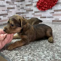 King, a male Yorkshire Terrier for sale in Houston, TX – Photo 5 of 7