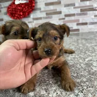 King, a male Yorkshire Terrier for sale in Houston, TX – Photo 6 of 7