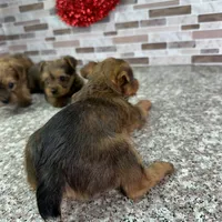 King, a male Yorkshire Terrier for sale in Houston, TX – Photo 4 of 7