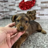 King, a male Yorkshire Terrier for sale in Houston, TX – Photo 2 of 7
