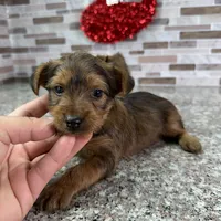 King, a male Yorkshire Terrier for sale in Houston, TX – Photo 7 of 7