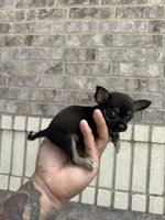pete, a male Chihuahua for sale in Houston, TX – 7 of 9