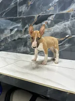 Luna, a female Bull Terrier for sale in Houston, TX – 4 of 4