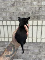 pete, a male Chihuahua for sale in Houston, TX – 6 of 9